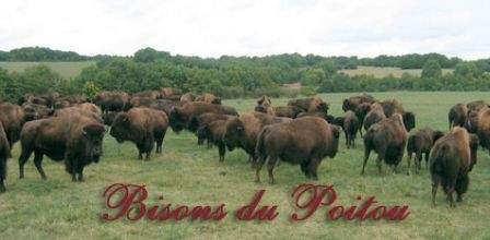 BISONS DU POITOU